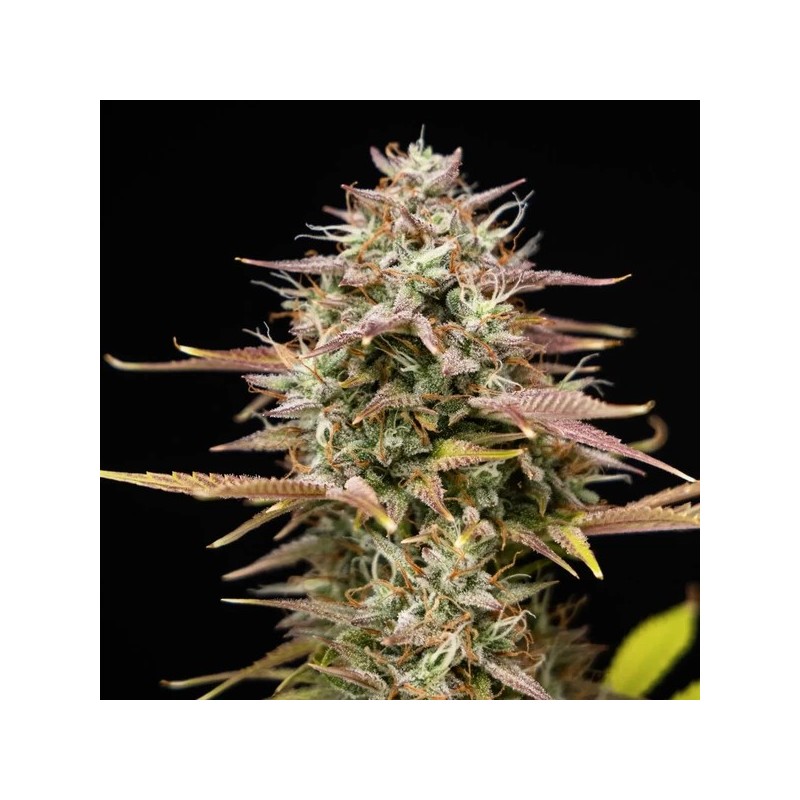 Apple Fritter Auto semi cannabis Royal Queen Seeds