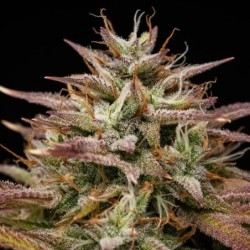 Apple Fritter Auto semi cannabis Royal Queen Seeds