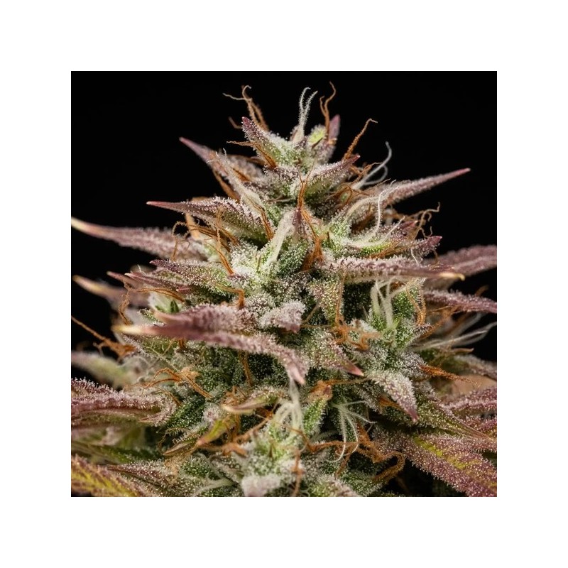 Apple Fritter Auto semi cannabis Royal Queen Seeds