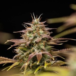 Apple Fritter Auto semi cannabis Royal Queen Seeds