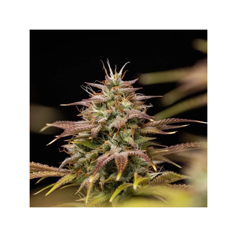 Apple Fritter Auto semi cannabis Royal Queen Seeds