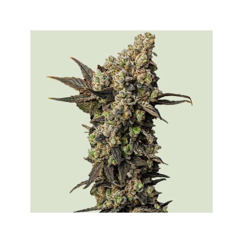 Astro Lemonade F1 semi cannabis Royal Queen Seeds