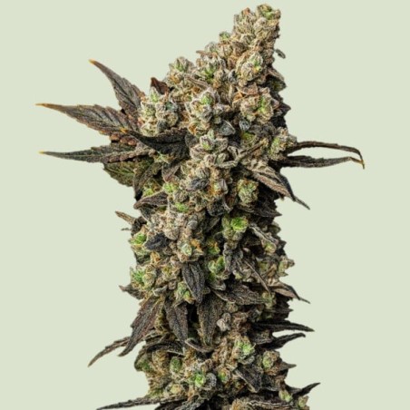 Astro Lemonade F1 semi cannabis Royal Queen Seeds