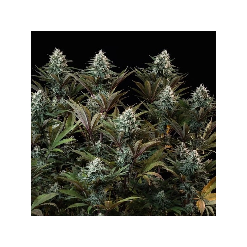 Astro Lemonade F1 semi cannabis Royal Queen Seeds