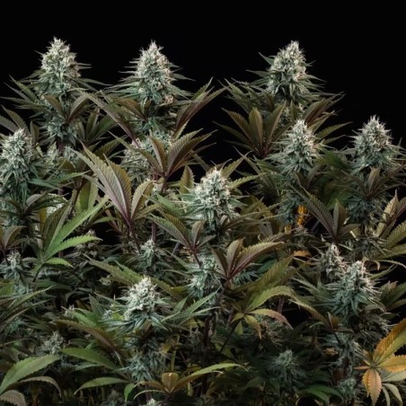 Astro Lemonade F1 semi cannabis Royal Queen Seeds