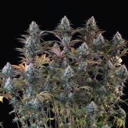 Astro Lemonade F1 semi cannabis Royal Queen Seeds
