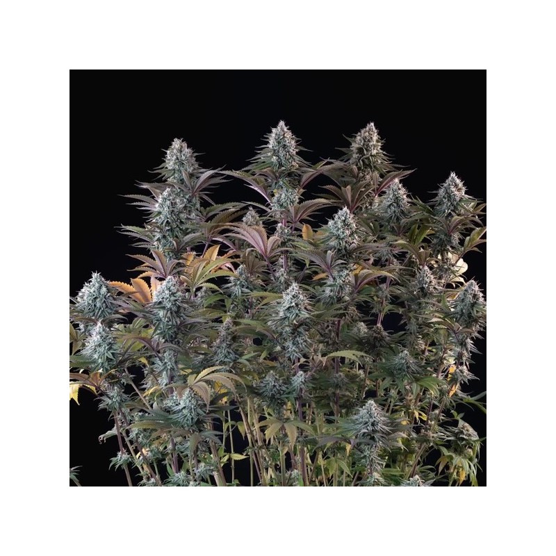 Astro Lemonade F1 semi cannabis Royal Queen Seeds