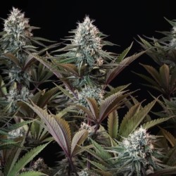 Astro Lemonade F1 semi cannabis Royal Queen Seeds