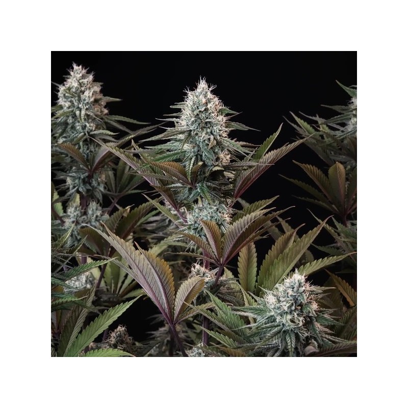 Astro Lemonade F1 semi cannabis Royal Queen Seeds
