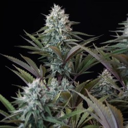 Astro Lemonade F1 semi cannabis Royal Queen Seeds