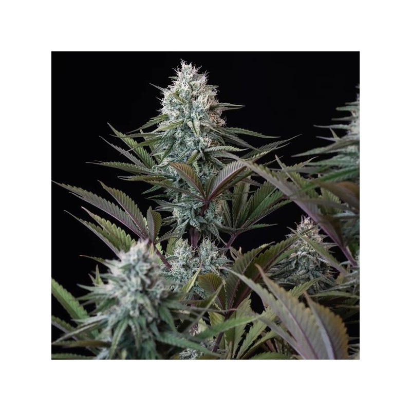 Astro Lemonade F1 semi cannabis Royal Queen Seeds