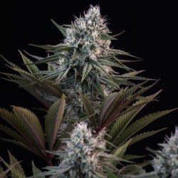 Astro Lemonade F1 semi cannabis Royal Queen Seeds