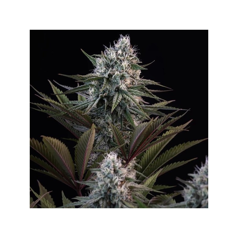 Astro Lemonade F1 semi cannabis Royal Queen Seeds