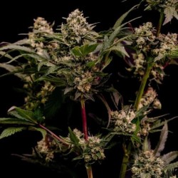 Astro Lemonade F1 semi cannabis Royal Queen Seeds