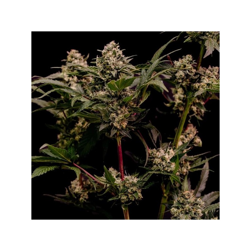 Astro Lemonade F1 semi cannabis Royal Queen Seeds