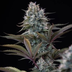 Astro Lemonade F1 semi cannabis Royal Queen Seeds