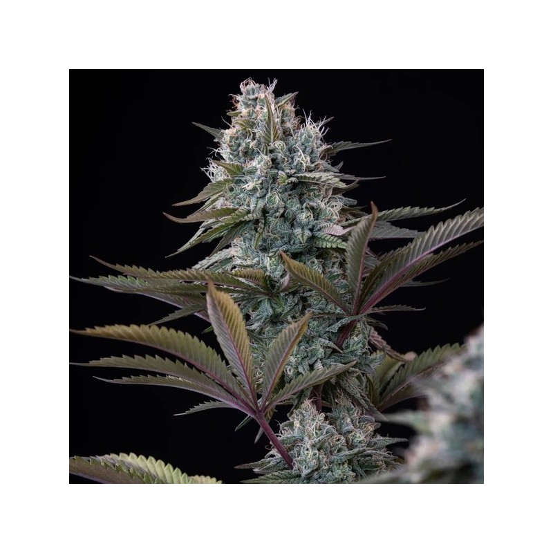 Astro Lemonade F1 semi cannabis Royal Queen Seeds