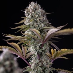 Astro Lemonade F1 semi cannabis Royal Queen Seeds