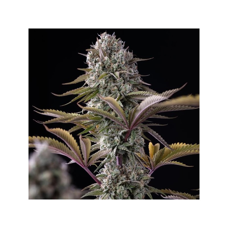 Astro Lemonade F1 semi cannabis Royal Queen Seeds