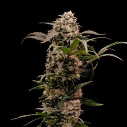 Astro Lemonade F1 semi cannabis Royal Queen Seeds