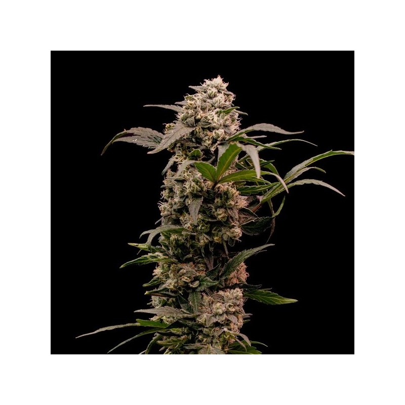 Astro Lemonade F1 semi cannabis Royal Queen Seeds