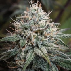 Astro Lemonade F1 semi cannabis Royal Queen Seeds