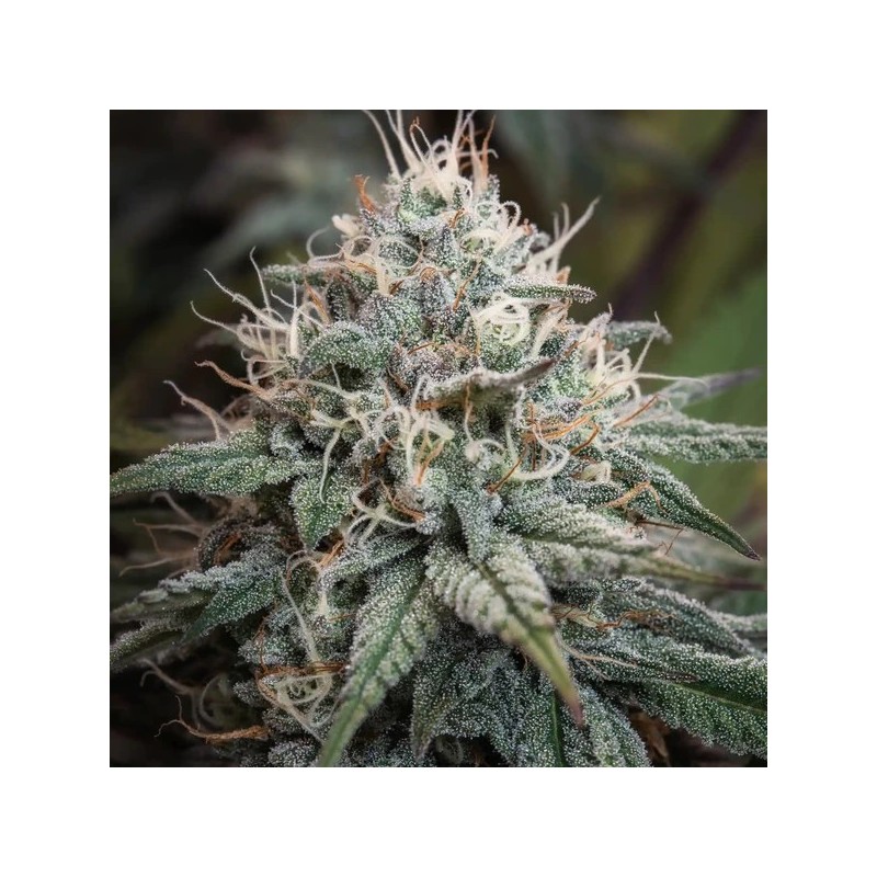 Astro Lemonade F1 semi cannabis Royal Queen Seeds