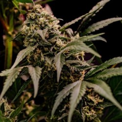 Astro Lemonade F1 semi cannabis Royal Queen Seeds