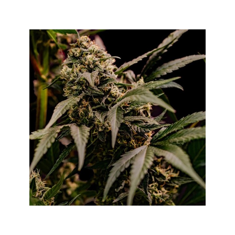Astro Lemonade F1 semi cannabis Royal Queen Seeds