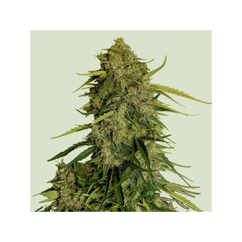 Atlas F1 Auto semi cannabis Royal Queen Seeds