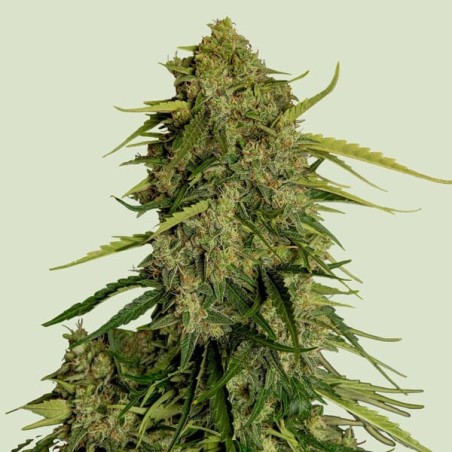 Atlas F1 Auto semi cannabis Royal Queen Seeds