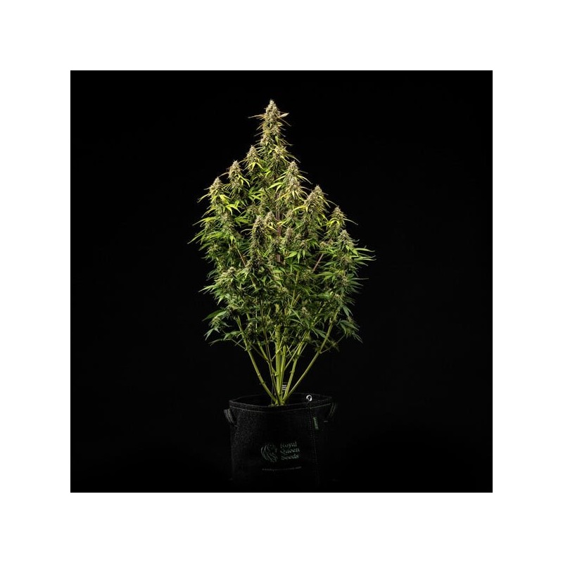 Atlas F1 Auto semi cannabis Royal Queen Seeds