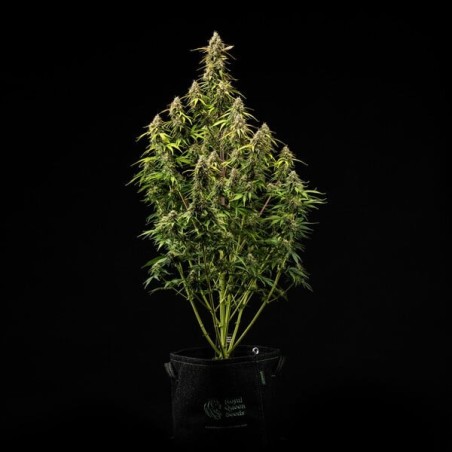 Atlas F1 Auto semi cannabis Royal Queen Seeds