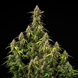 Atlas F1 Auto semi cannabis Royal Queen Seeds