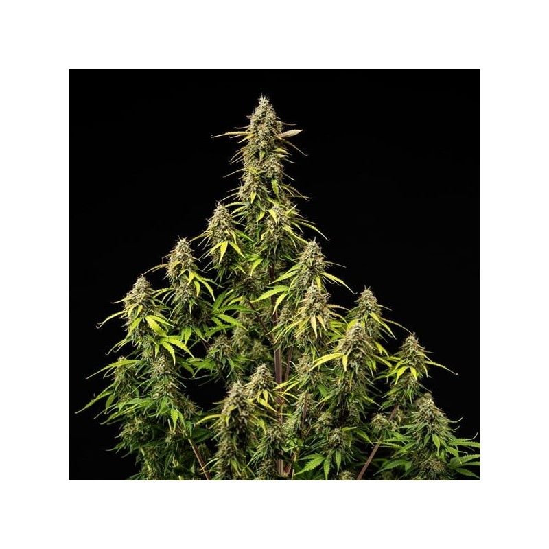 Atlas F1 Auto semi cannabis Royal Queen Seeds