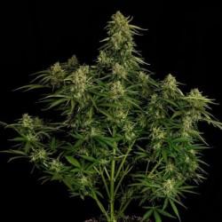 Atlas F1 Auto semi cannabis Royal Queen Seeds