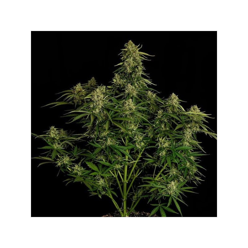 Atlas F1 Auto semi cannabis Royal Queen Seeds
