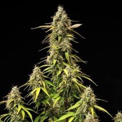 Atlas F1 Auto semi cannabis Royal Queen Seeds