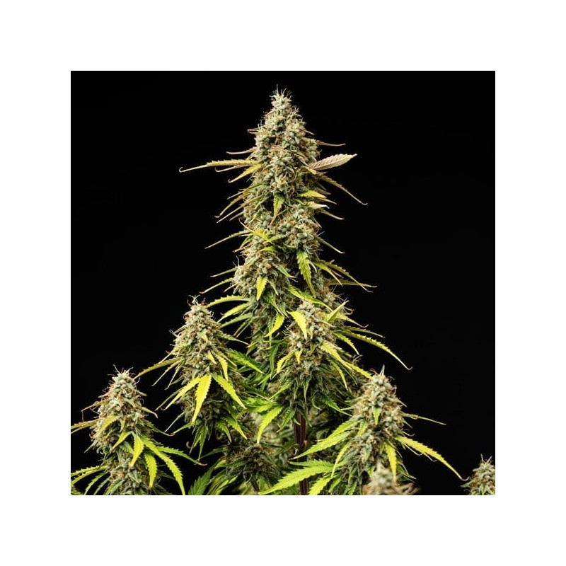 Atlas F1 Auto semi cannabis Royal Queen Seeds