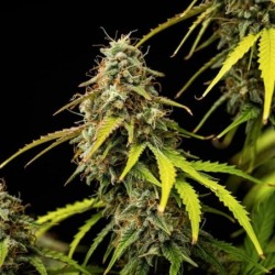 Atlas F1 Auto semi cannabis Royal Queen Seeds