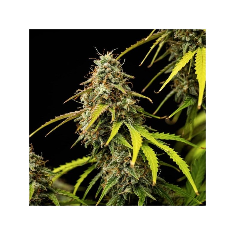 Atlas F1 Auto semi cannabis Royal Queen Seeds