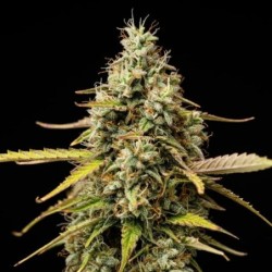 Atlas F1 Auto semi cannabis Royal Queen Seeds