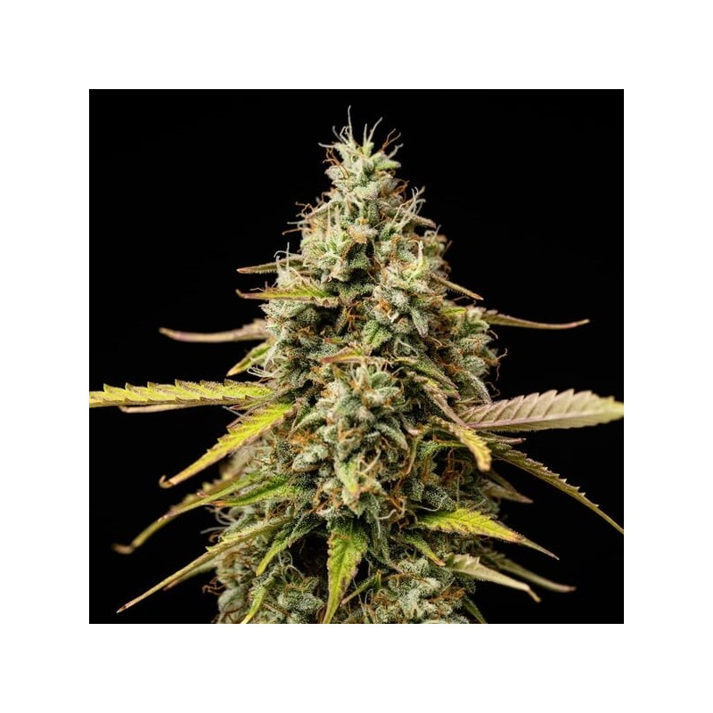 Atlas F1 Auto semi cannabis Royal Queen Seeds