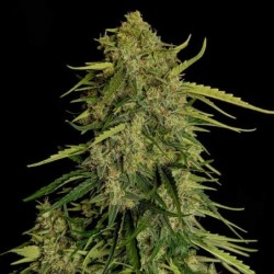 Atlas F1 Auto semi cannabis Royal Queen Seeds