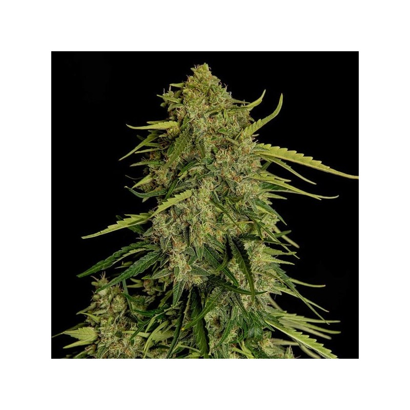 Atlas F1 Auto semi cannabis Royal Queen Seeds