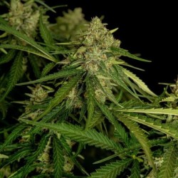 Atlas F1 Auto semi cannabis Royal Queen Seeds