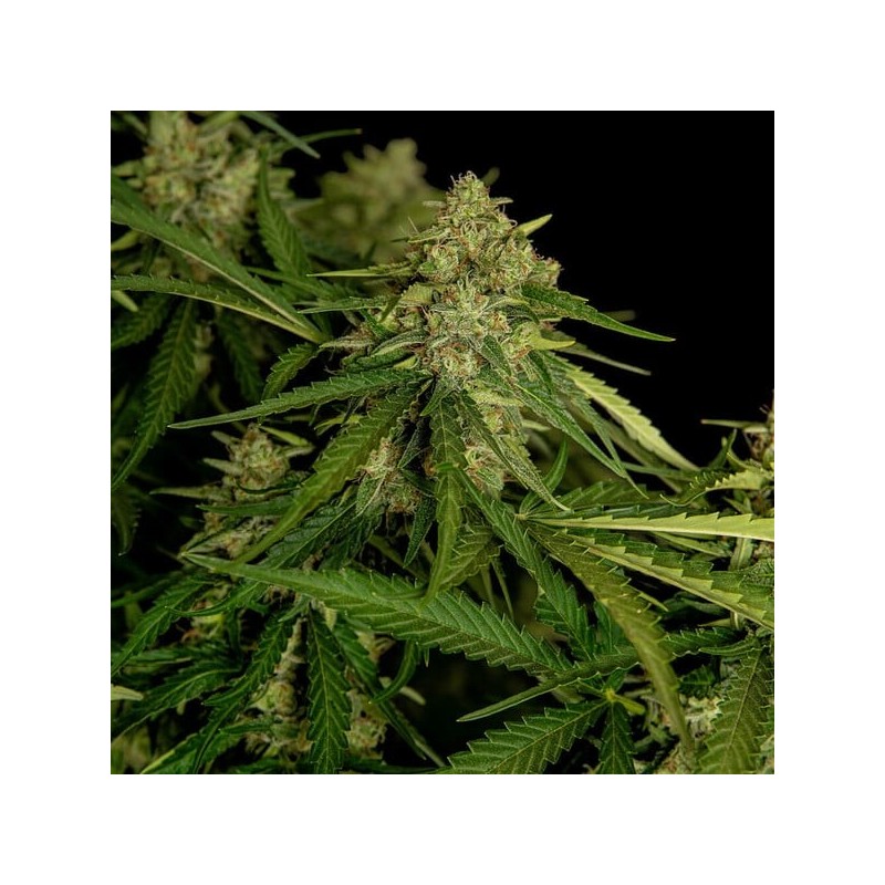 Atlas F1 Auto semi cannabis Royal Queen Seeds