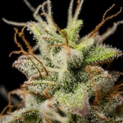 Atlas F1 Auto semi cannabis Royal Queen Seeds