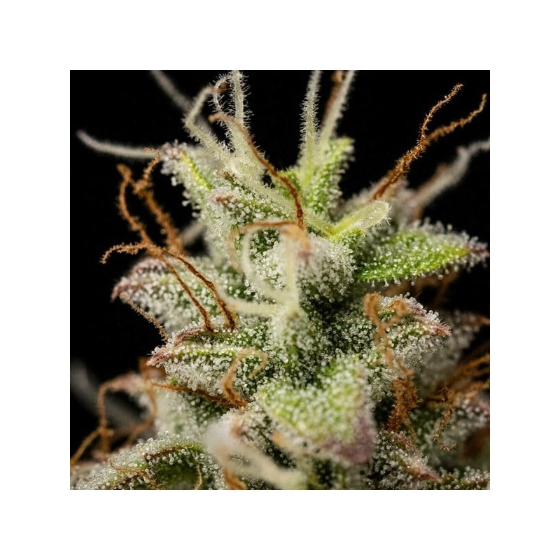 Atlas F1 Auto semi cannabis Royal Queen Seeds