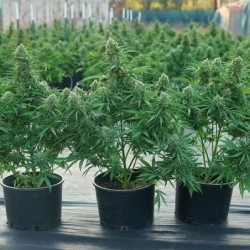 Atlas F1 Auto semi cannabis Royal Queen Seeds